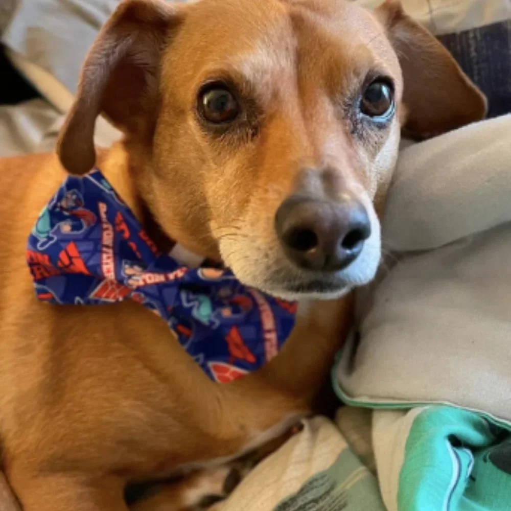 Dayton Dog Bow Tie‎ - Picture 4 of 4